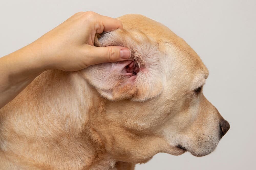Signs Your Dog May Have an Ear Infection