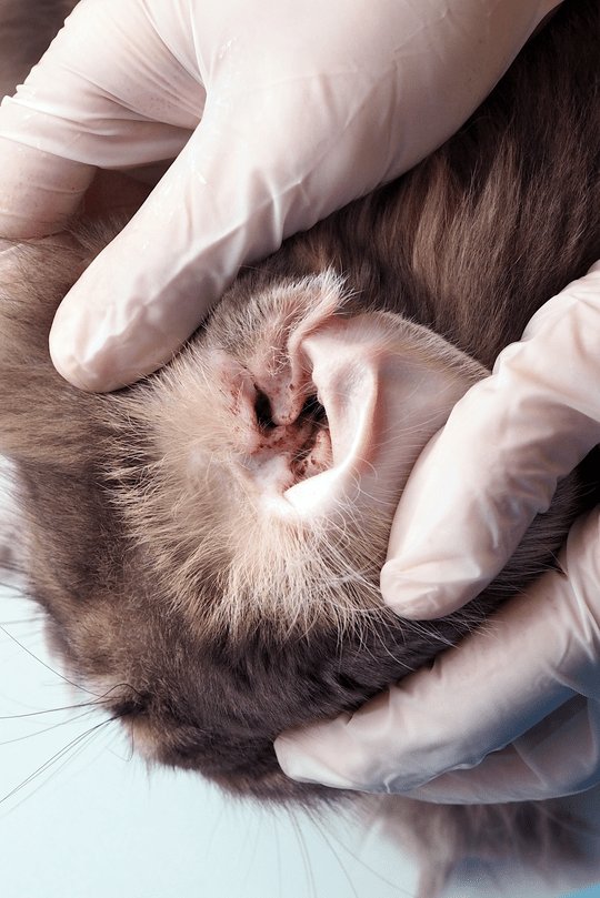 What exactly are ear mites?