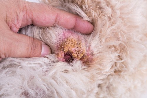 Causes of Ear Hematomas in Dogs