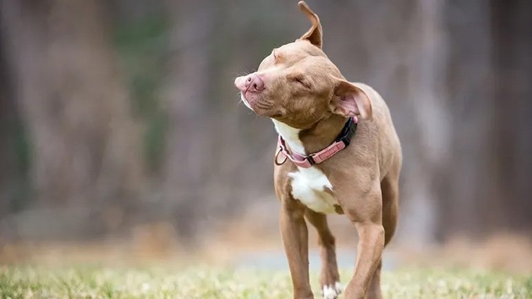 Why dogs shake their heads
