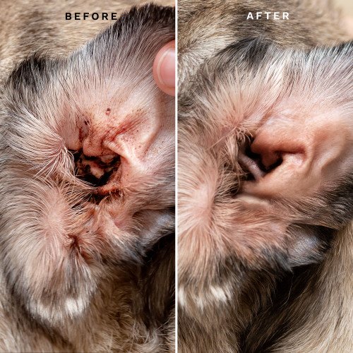 What Causes Ear Infections in Dogs