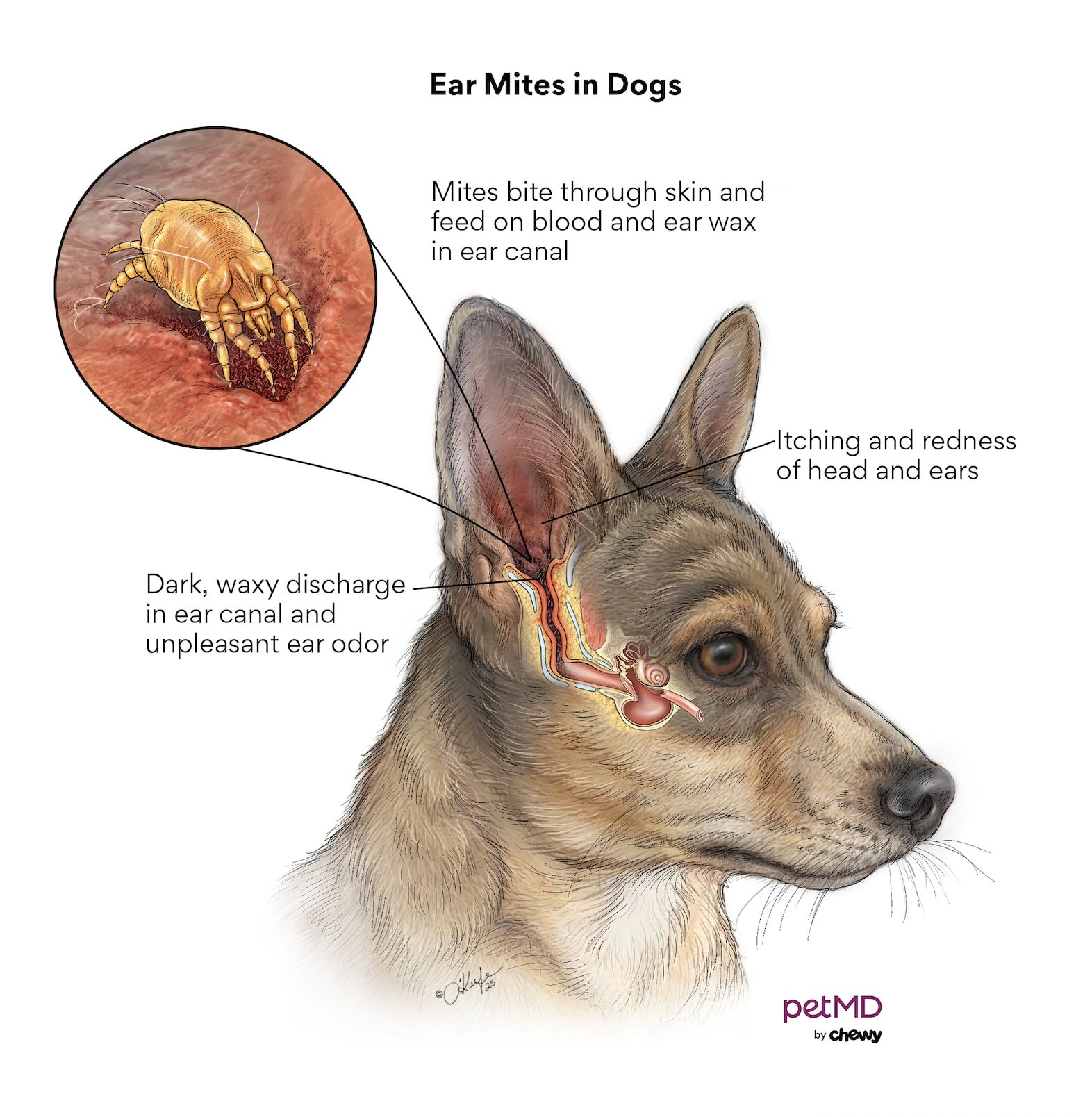 Common dog ear mite symptoms