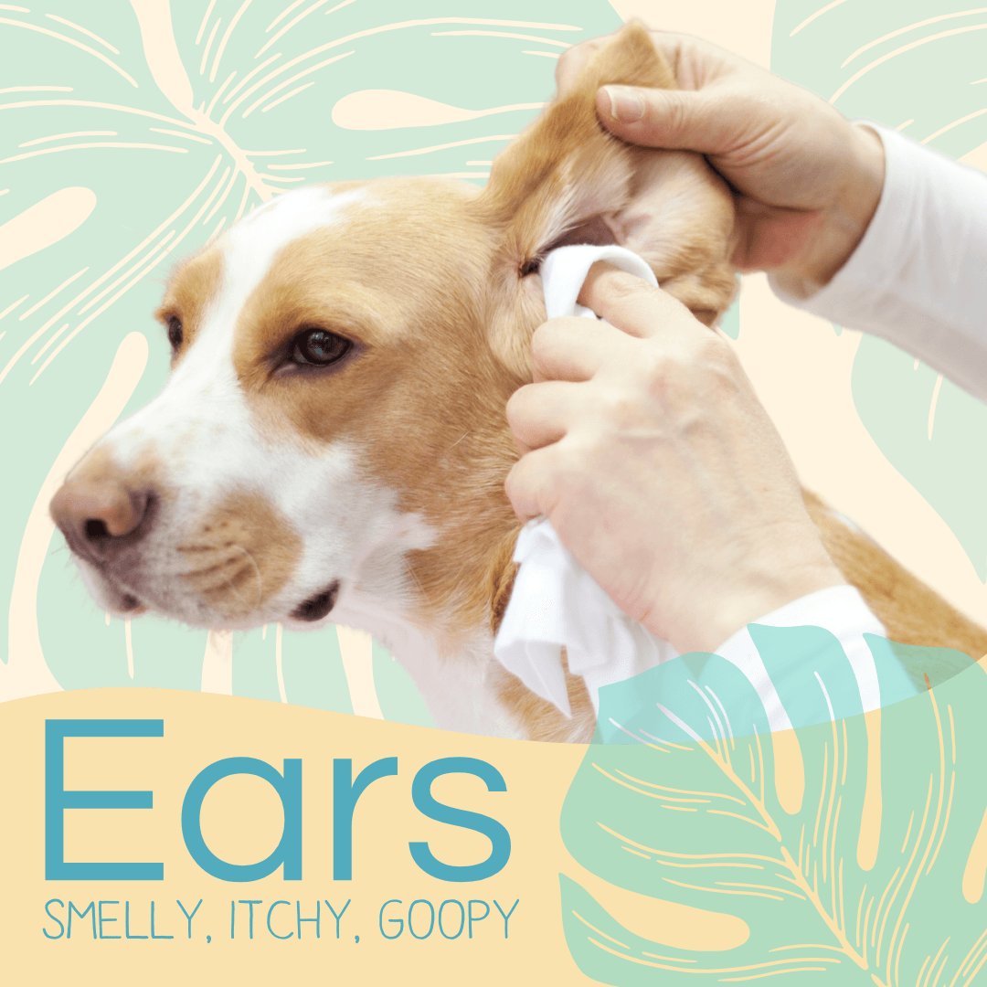 When a Smelly Ear Is an Emergency
