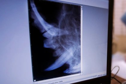 Diagnosis at the Vet Clinic