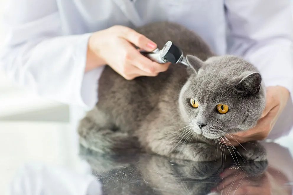 How Vets Diagnose Ear Problems