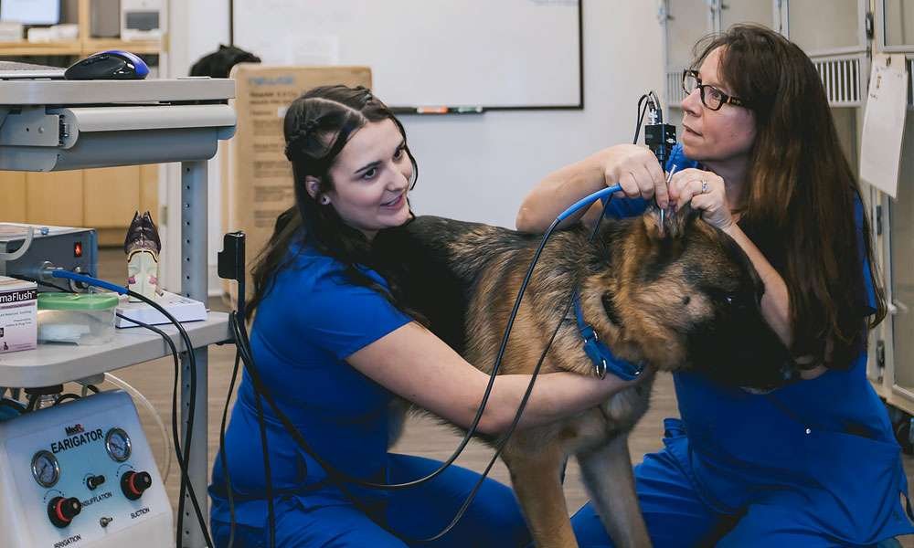 How Vets Diagnose Ear Problems in Dogs