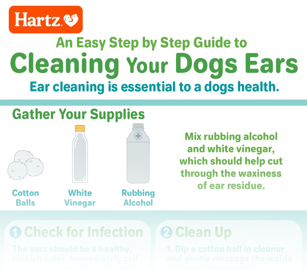 Step‑by‑Step Dog Ear Cleaning Guide