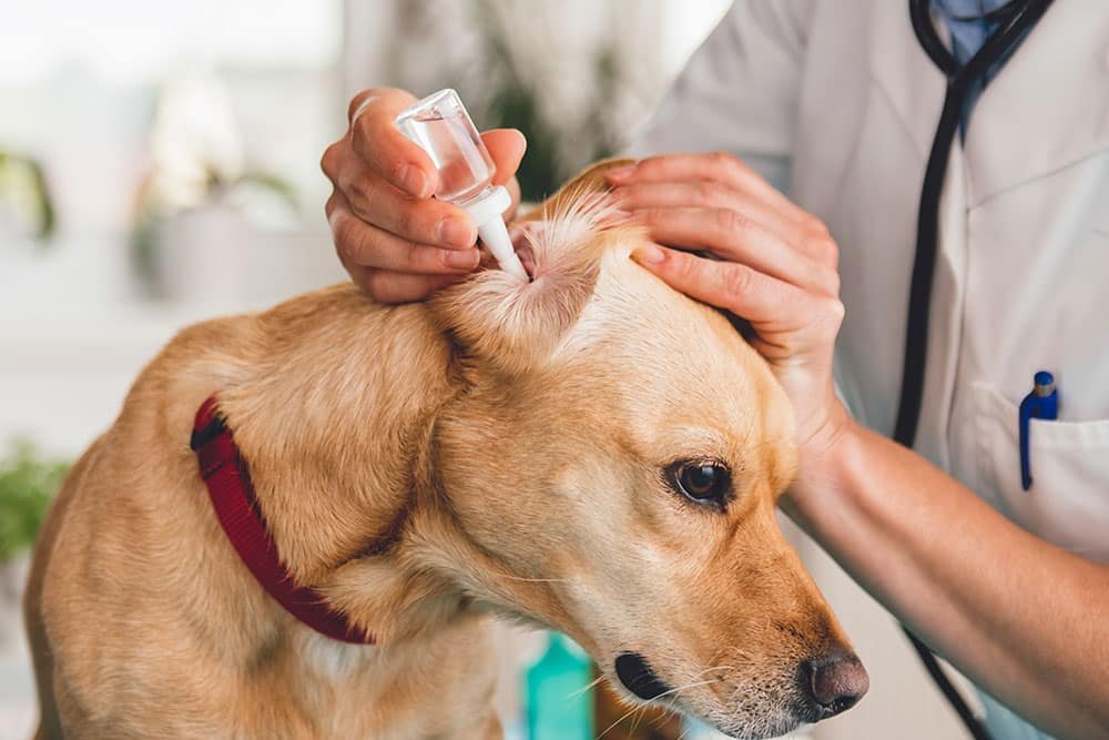 Treatment Options for Dog Ear Infections
