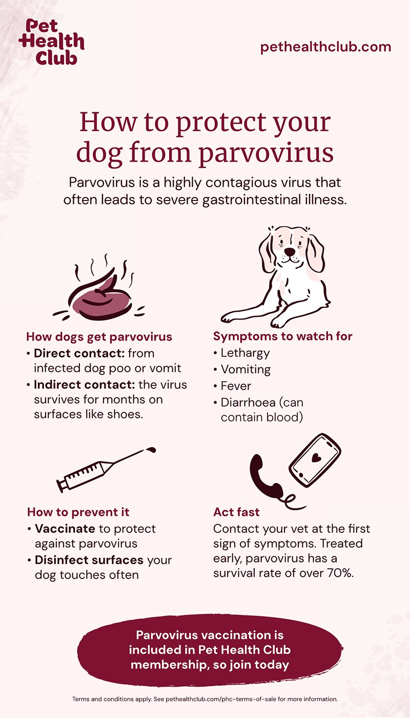 Treatment Options Your Dog May Need