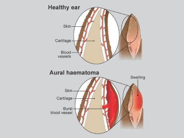 Dog Ear Hematoma Treatment Cost Breakdown