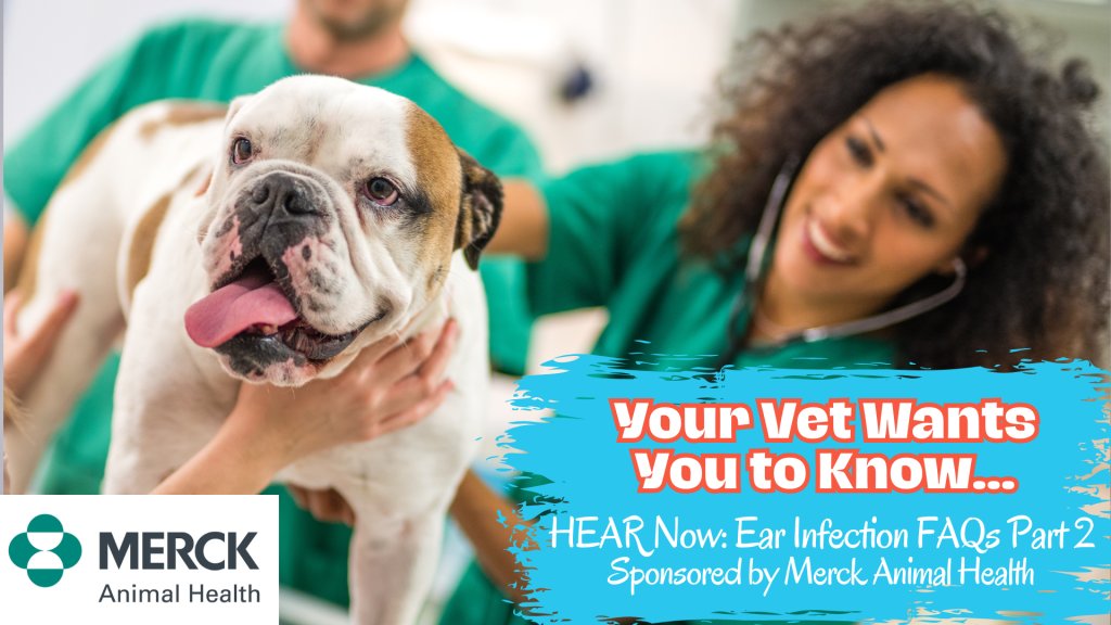 Malassezia Dog Ears Home Treatment FAQ