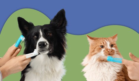 When to worry and call your vet