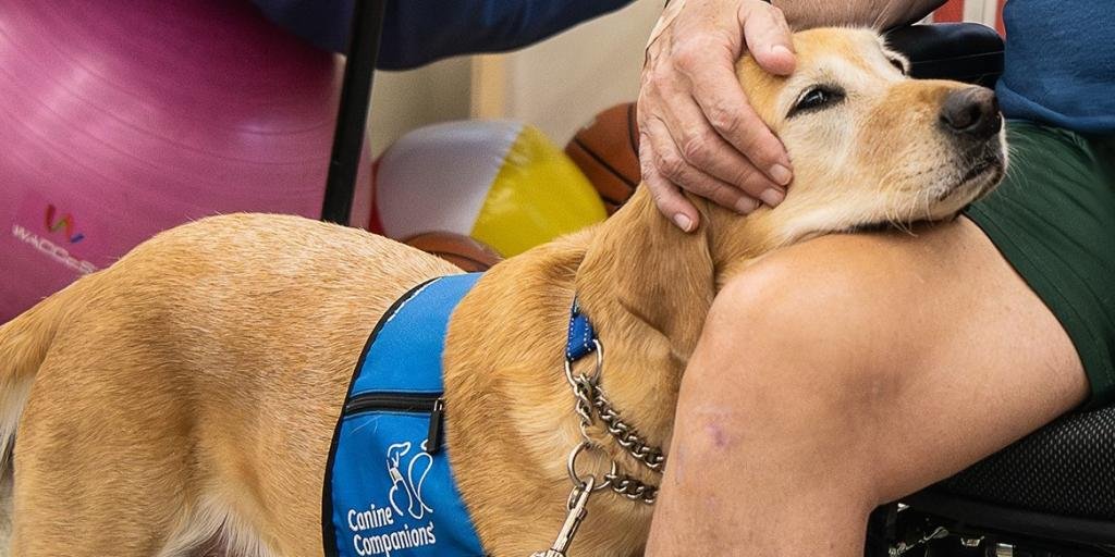 Caring for Your Dog During Recovery