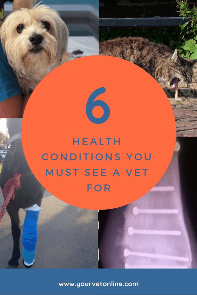 When You Must See the Vet