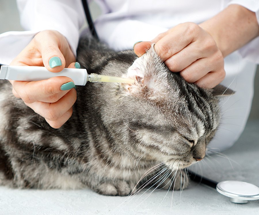 How vets diagnose ear mites