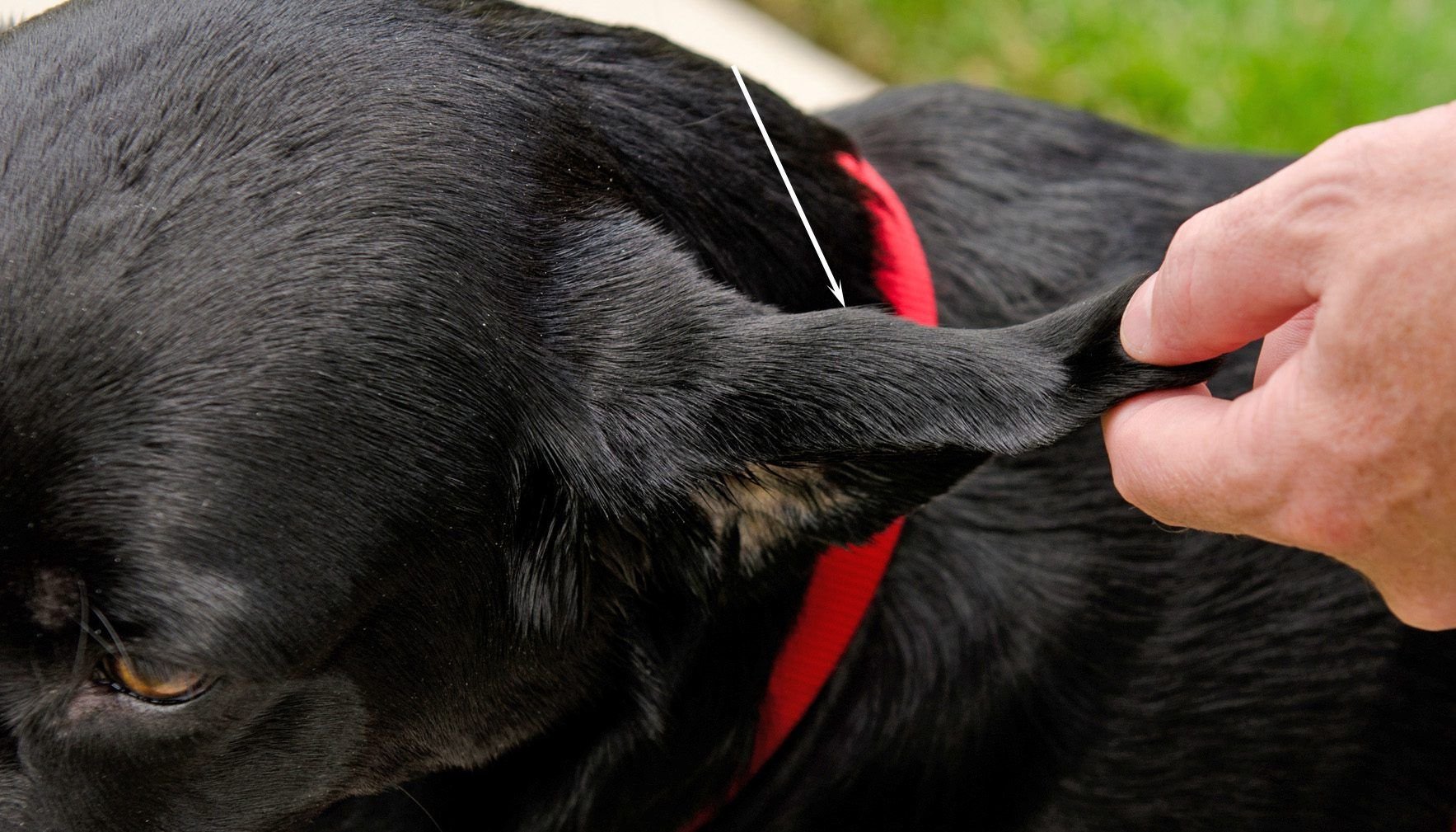 Safe Home Care for Your Dog’s Ears