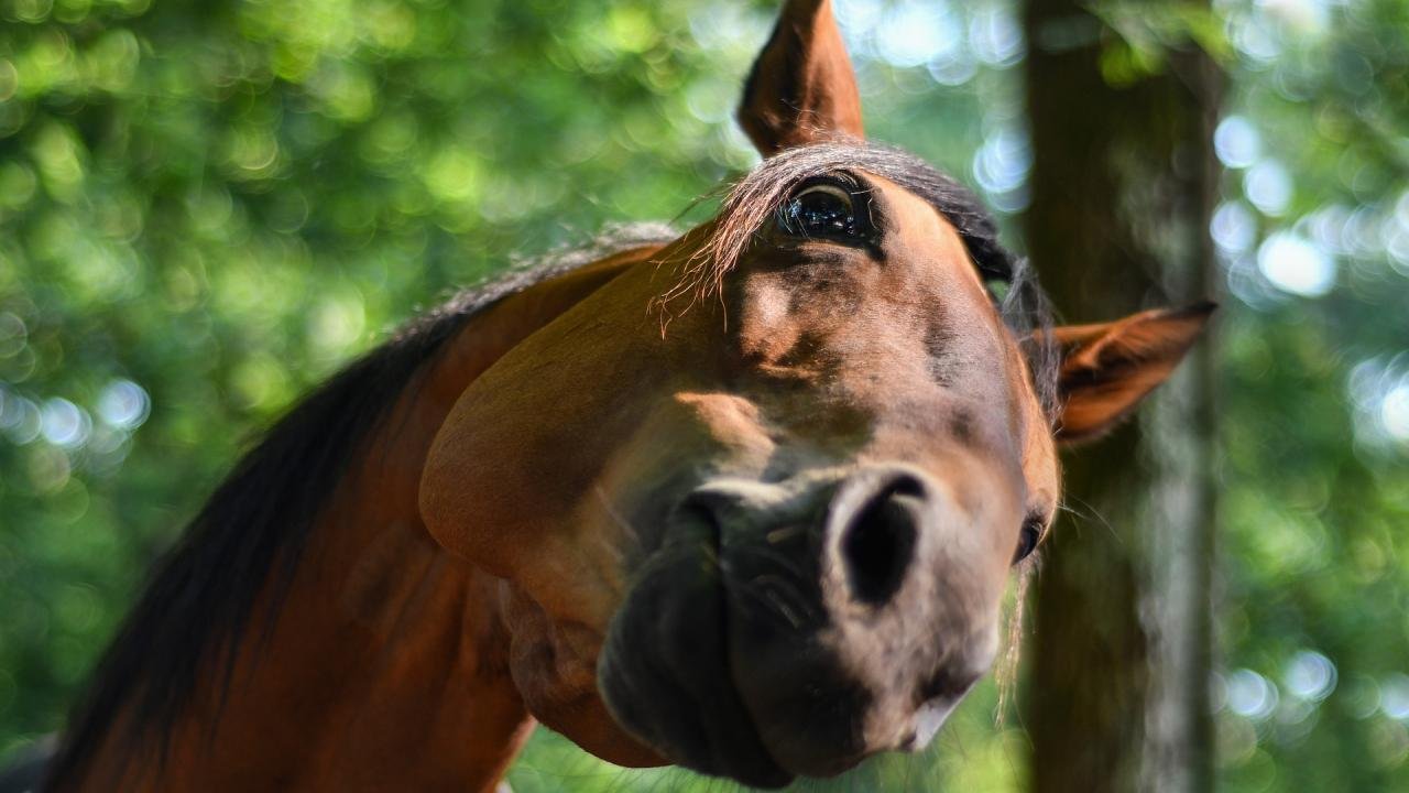 How vets diagnose constant head shaking