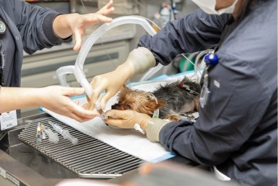 Caring for Your Dog During Treatment