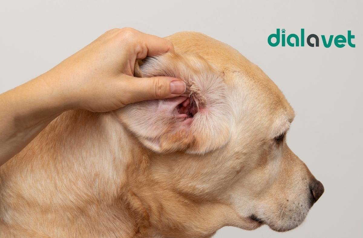 When to Call the Vet About Ear Discharge