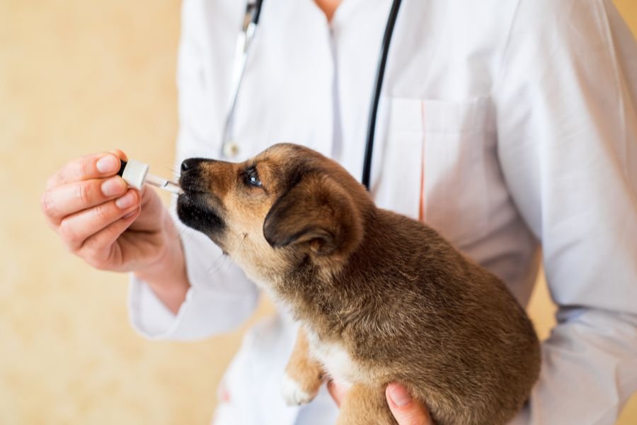 When to Talk to a Vet or Doctor