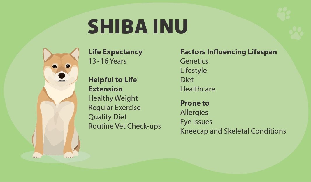 When Living With Dog Allergies Feels Hard