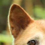 Dog Ear Infection Treatment at Home: Safe, Vet-Backed Tips
