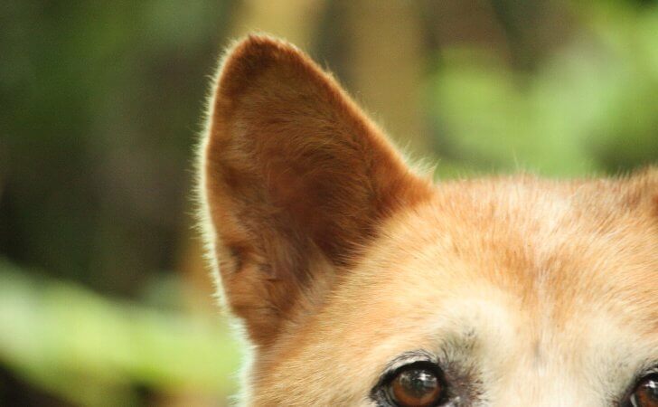 Dog Ear Infection Treatment at Home: Safe, Vet-Backed Tips