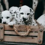 Training: How to Crate Train a Dog in 7 Simple Steps