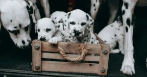 Training: How to Crate Train a Dog in 7 Simple Steps