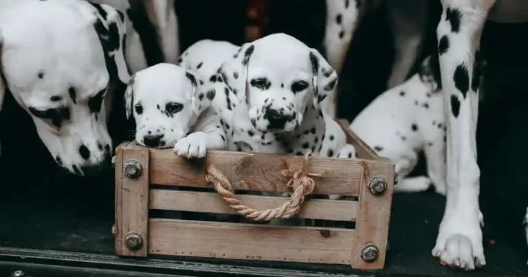 Training: How to Crate Train a Dog in 7 Simple Steps