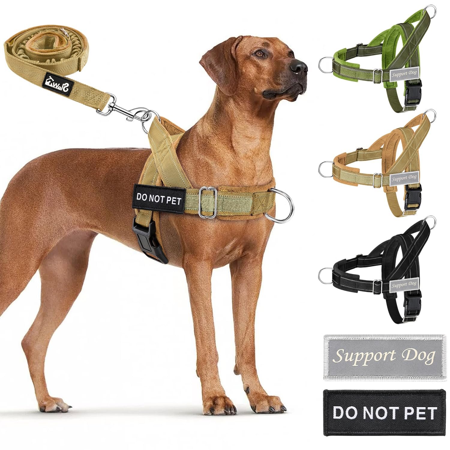 Why Dogs Pull on the Leash
