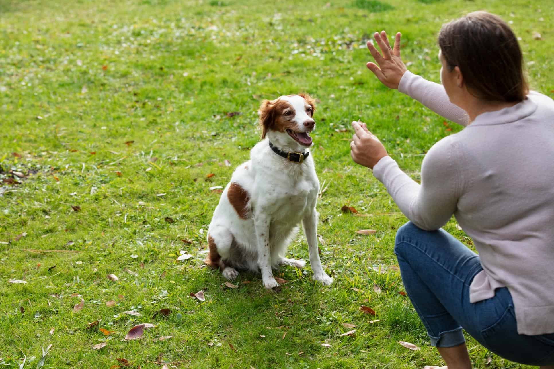 What Is Positive Reinforcement Training?