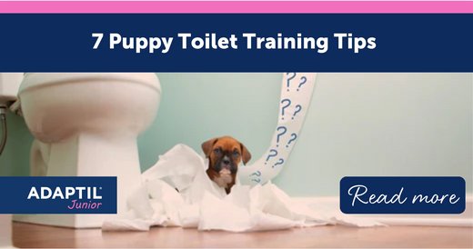 Understanding How Dogs Learn Toileting