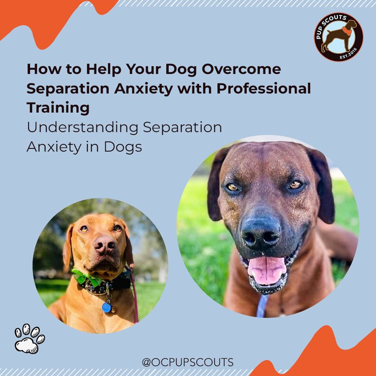 Understanding separation anxiety in dogs