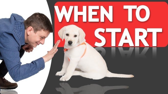 What you need before you start training