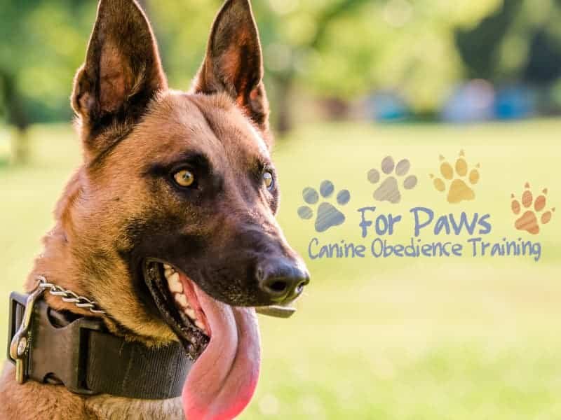 Why Teaching Basic Dog Commands Matters