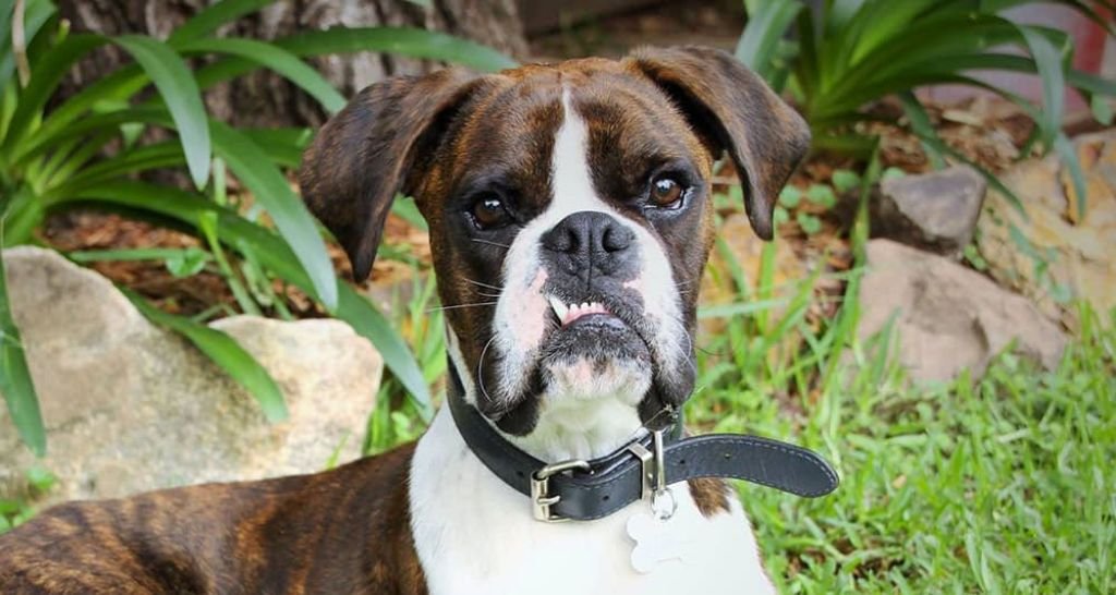 Understanding So‑Called Stubborn Dogs