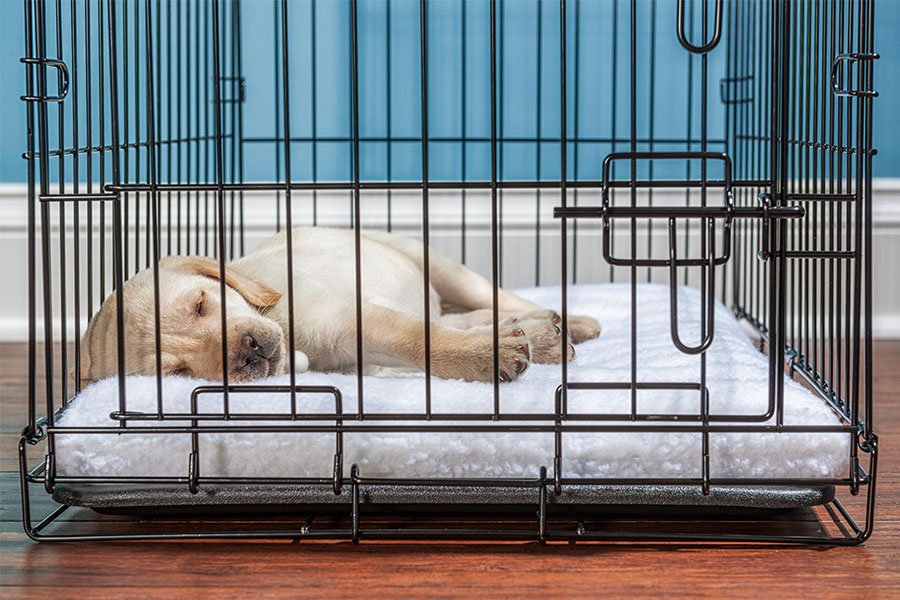 Is Crate Training Right for Your Dog?