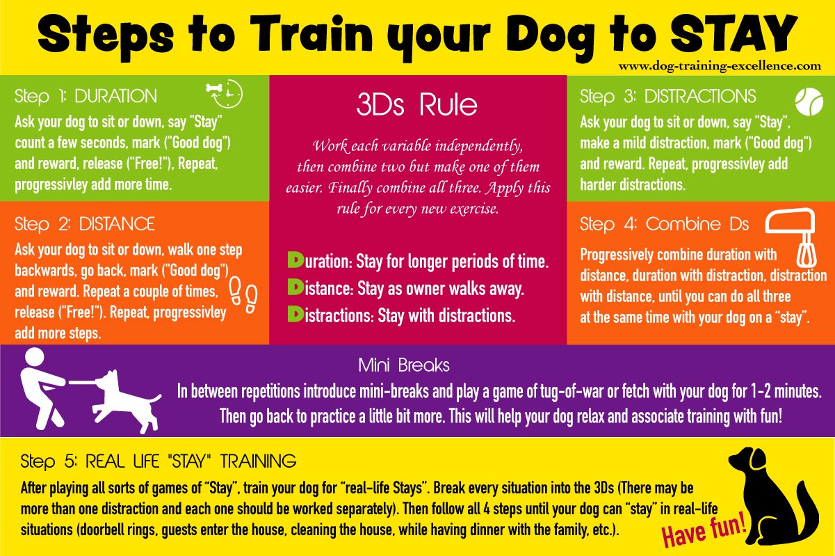 How to teach a dog to sit step by step