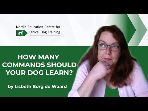 How Many Commands Should a Dog Learn?
