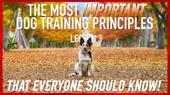 Training Dog Recall: Key Principles