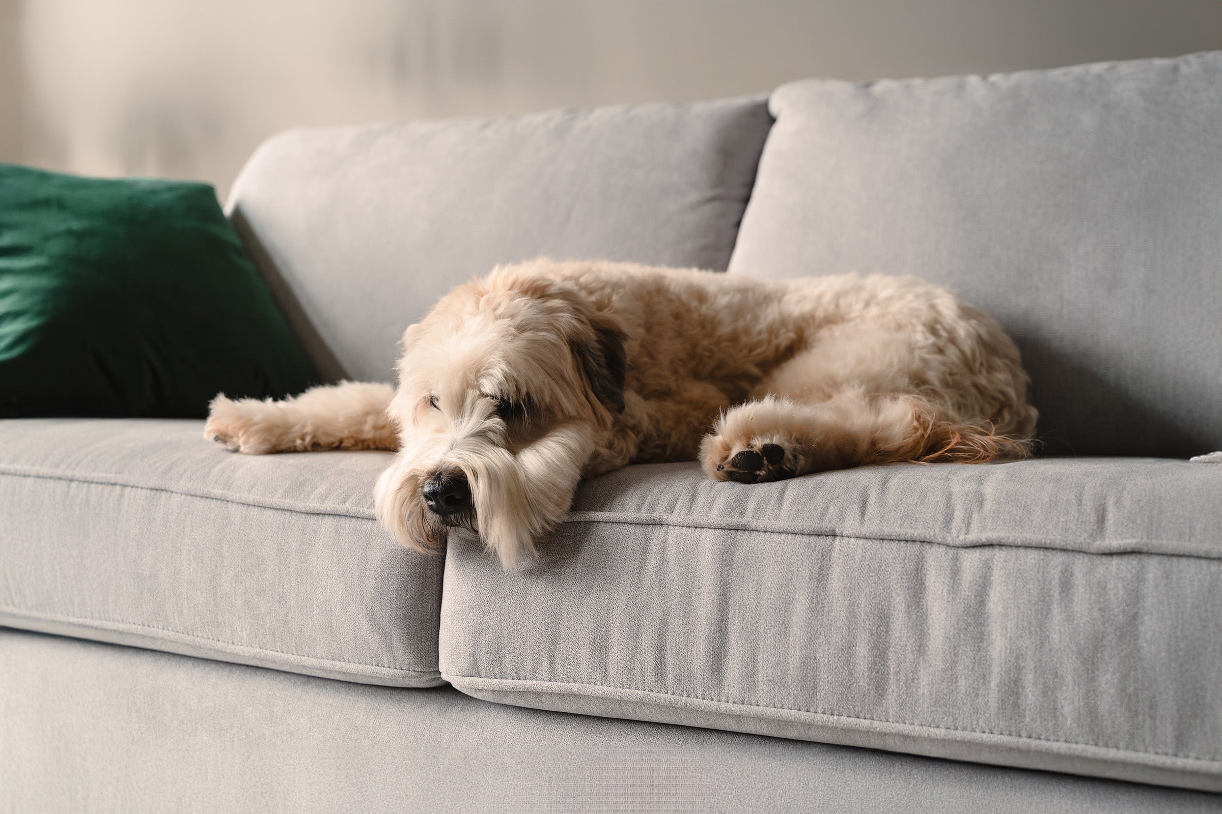 What does training dog separation anxiety involve?
