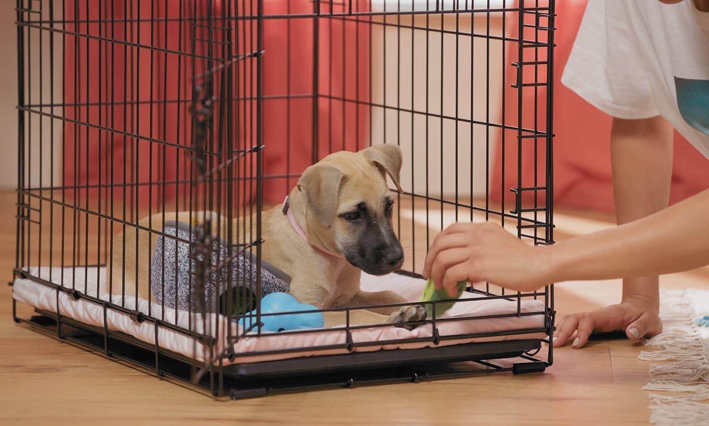 Choosing the Best Crate and Setup
