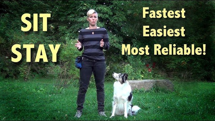 Training how to teach a dog to sit reliably