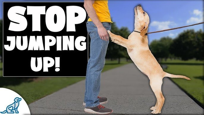 7 Step Training Plan to Quiet Barking