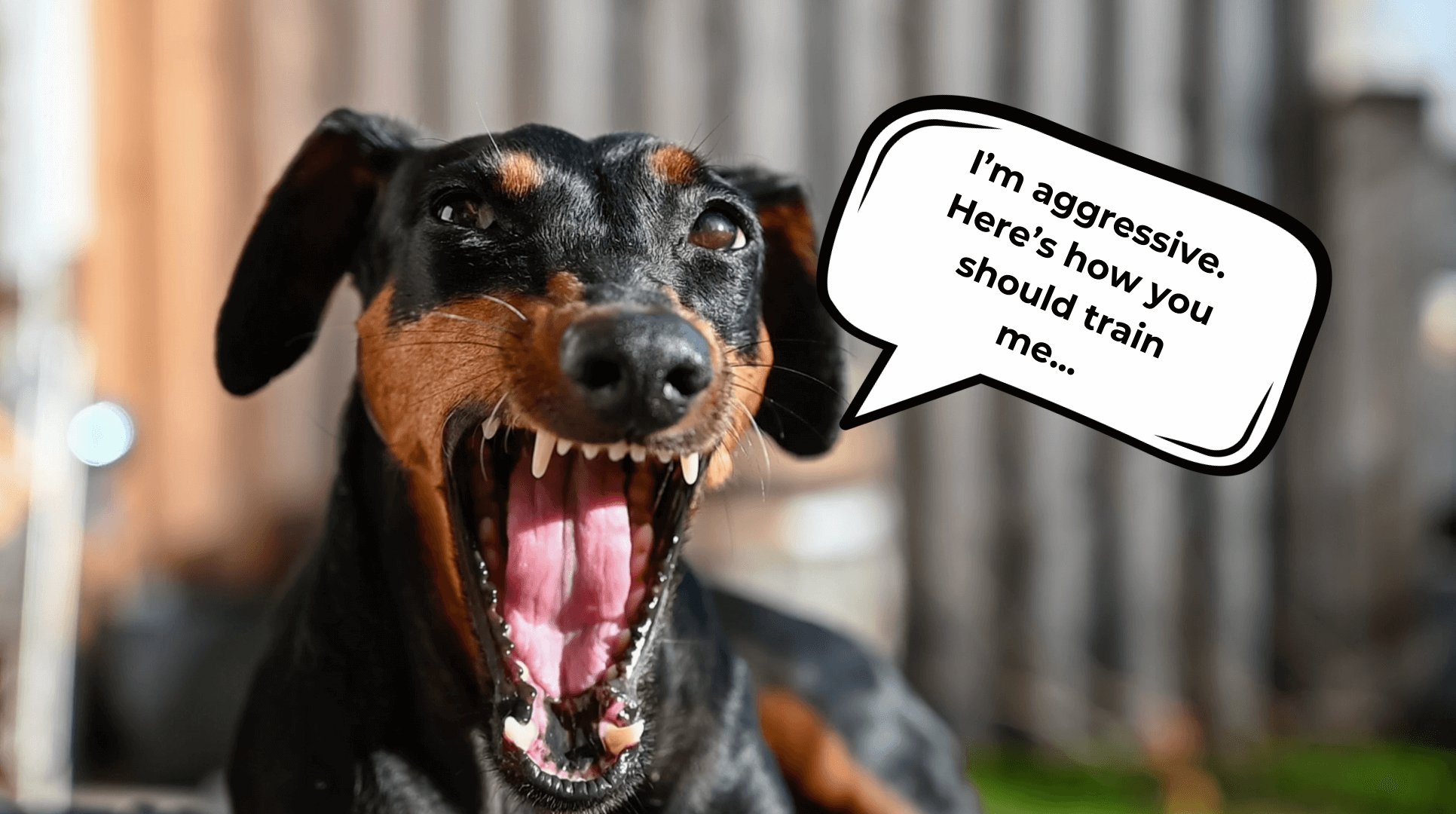 Signs Biting May Be Aggression