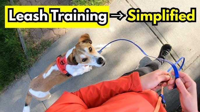 Step‑by‑Step Plan to Stop Leash Pulling