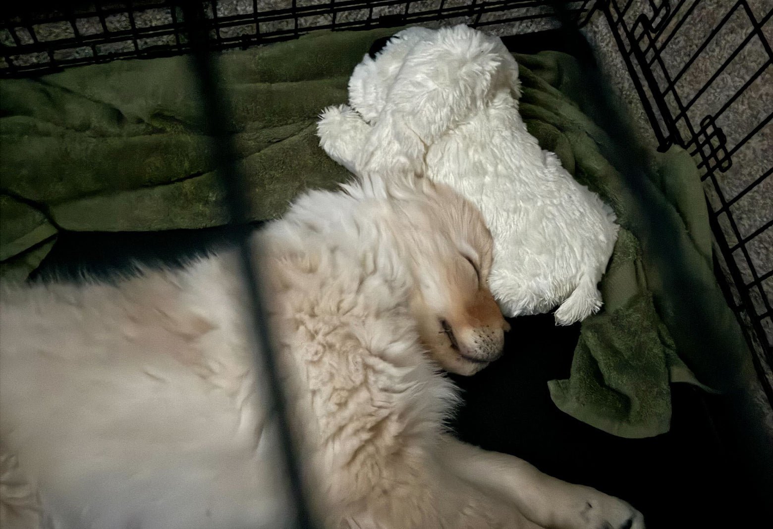 Step 3: Crate and Confinement Training