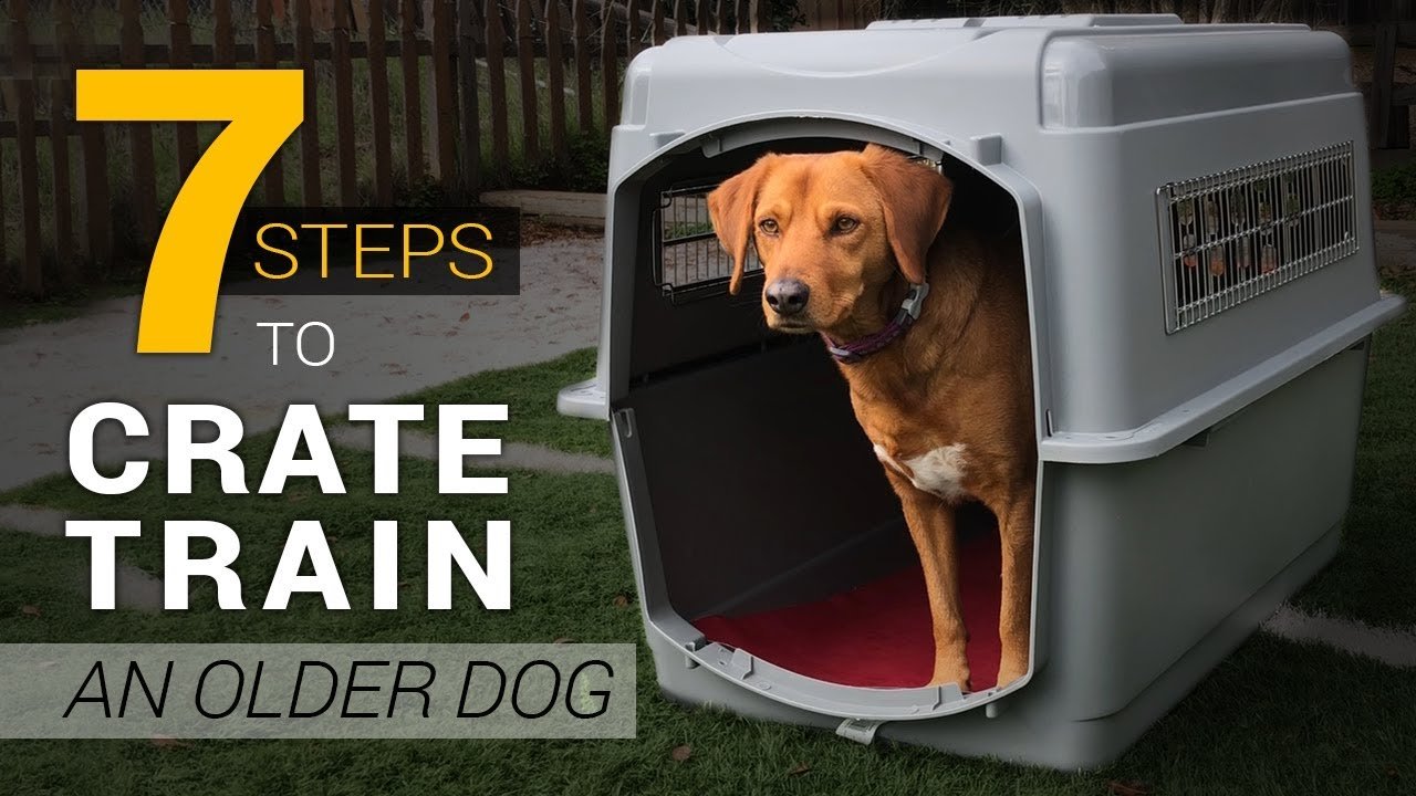 How to Crate Train a Dog in 7 Steps