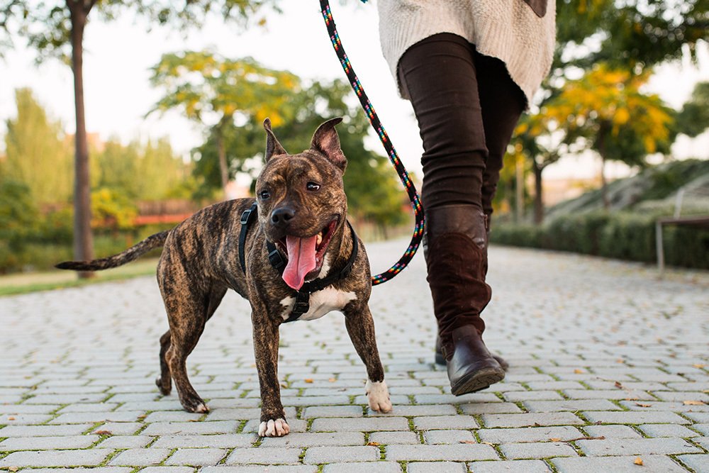 Reducing Barking on Walks